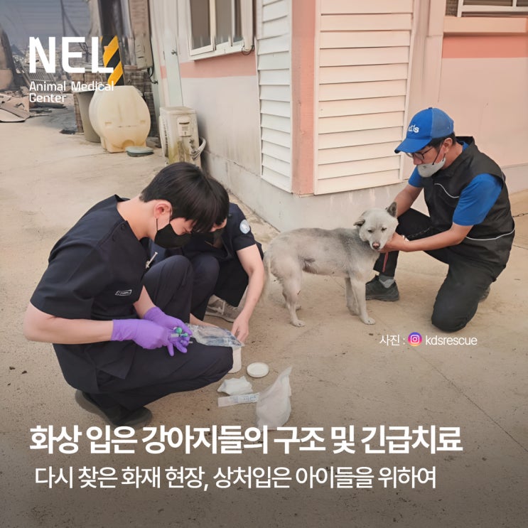  [소식] 코리안독스와 함께 화재 현장 속 화상 입은 강아지들 긴급 구조 및 치료 진행