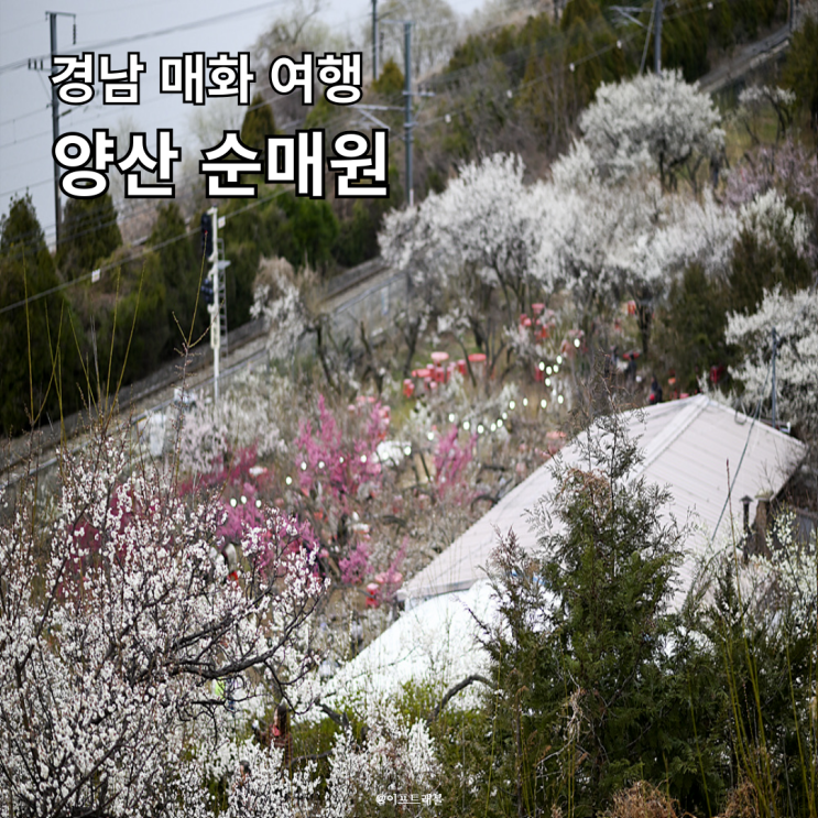  경남 양산 여행 순매원 매화 명소 주차 먹거리 포토존