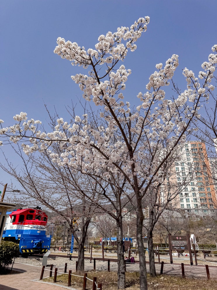  2025 진해 군항제 축제 일정과 실시간 개화 현황(날짜, 기본 정보)
