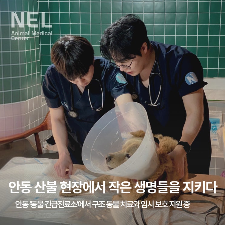  [소식] 경북 안동 ‘동물 긴급진료소’ 구조 동물 치료 지원