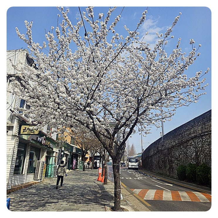  [앞산벚꽃개화상태] 대구 앞산분식 솔직 후 기