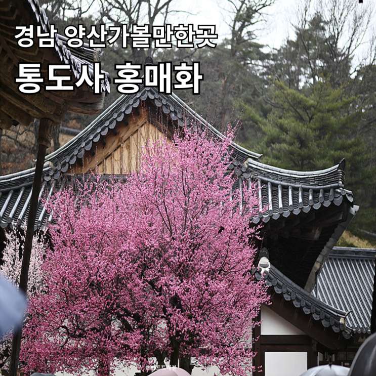  경남양산가볼만한곳 통도사 홍매화 주차팁 방문 후기