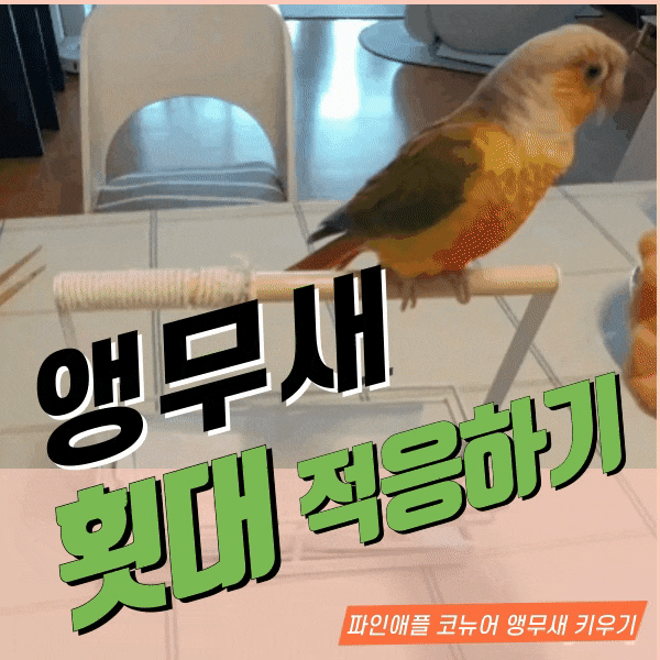  파인애플코뉴어 앵무새 배변훈련용 횟대  다이소 득템 성공후기