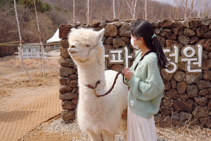  경기도 가평 가볼만한곳 가평 양떼목장 당일치기 애견동반 아이랑 여행