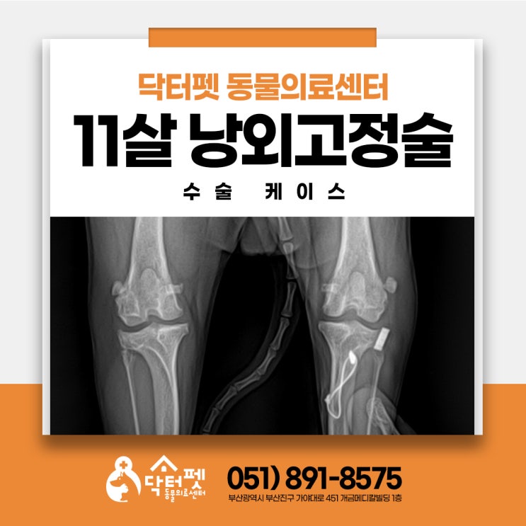  11살 포메라니안 낭외고정술 (부산 강아지 십자인대파열 수술 동물병원 닥터펫)