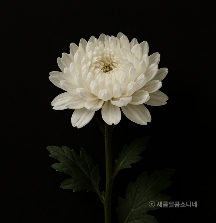  네이버 추모 게시판-국화 달기와 산불 피해 긴급 모금, 우리 함께 해요.
