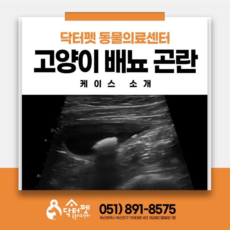  4살 고양이 화장실 문제 배뇨곤란 혈뇨 부산 결석관리 약물 식이 동물병원 닥터펫동물의료센터