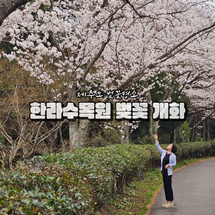  제주 한라수목원 실시간 제주도 벚꽃 명소 개화