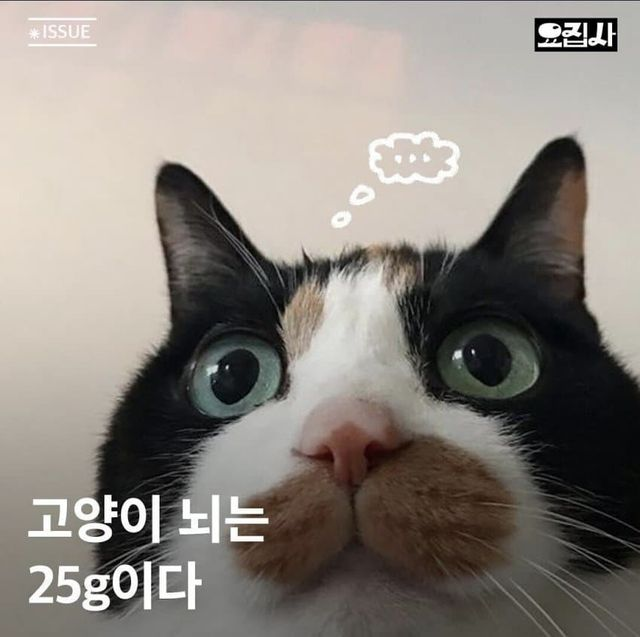  고양이의 뇌 무게는 평균 25g