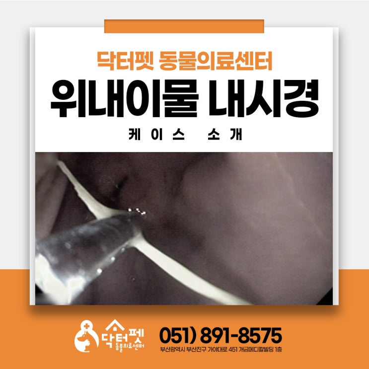 헛구역질 구토하는 4살 포메라니안 (부산 강아지 이물 제거 내시경 동물병원 닥터펫동물의료센터)