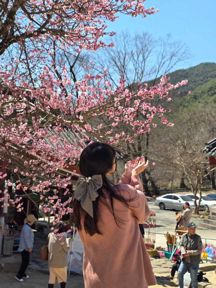  구례 화엄사 홍매화 만개, 지리산 화엄사 벚꽃 개화! 주차 입장료는?