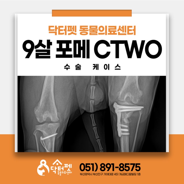  9살 포메라니안 뒷다리 전십자인대파열 (부산 강아지 정형외과 CTWO 수술 동물병원 닥터펫)