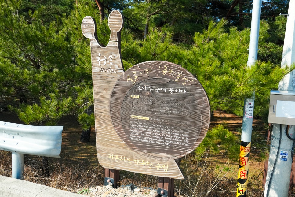 중평솔밭 사진 5