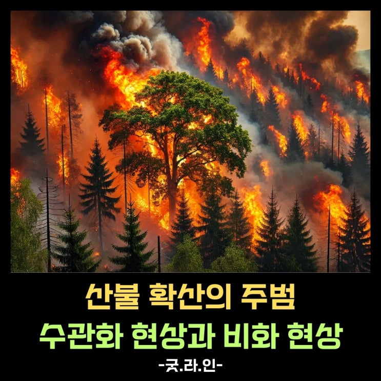 산불 확산 주범, 수관화 현상은? 걷잡을 수 없는 불길, 그 이유를 밝힌다! 산불 확산 주범, 수관화 현상은? 걷잡을 수 없는 불길, 그 이유를 밝힌다!