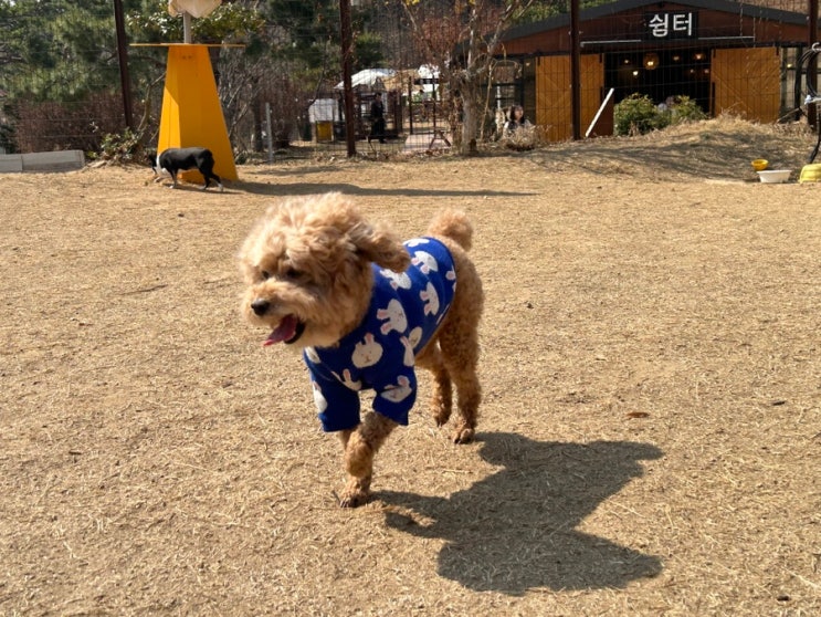  [애견 동반 카페] 버디랑 주말 나들이 :: 용인 테일 45 :: 알고 보니 맛집