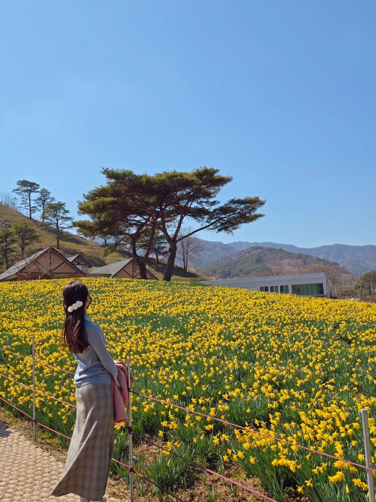  전남 구례 가볼만한곳 구례 지리산치즈랜드 수선화 개화 실시간!