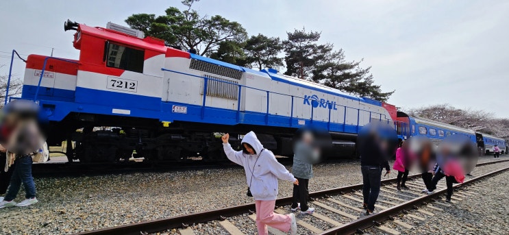  2025 진해 군항제 축제 경화역 벚꽃길과 여좌천 로망스다리 벚꽃 개화 현황