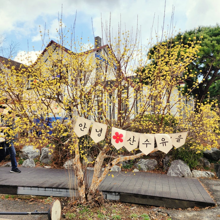  이천 산수유마을 축제 개화상황 (3월 28일) 서울 근교 나들이 경기도 봄꽃구경 가볼만한 곳