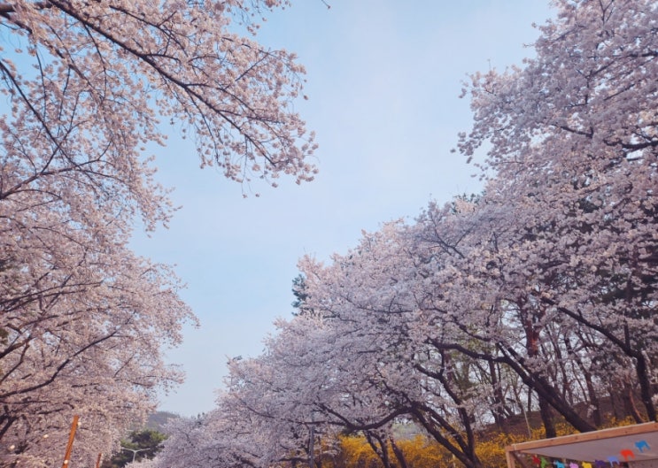  [서울·경기] 숨은 벚꽃 명소 5곳 추천!