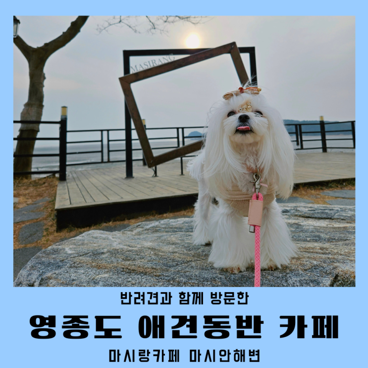  영종도카페 애견동반 베이커리 마시랑카페 주차