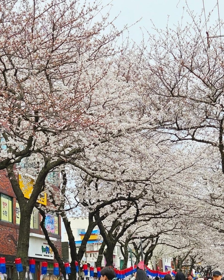  제주 전농로 벚꽃길, 봄의 낭만을 걷다