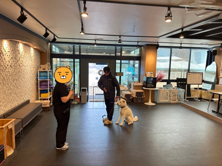  줄당김이 심하고 불러도 오지 않는 문제 진돗개 바람이 교육시간[드림애견학교]