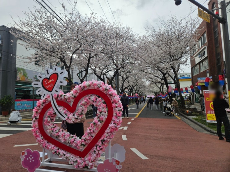  2025 제주도 전농로 벚꽃축제 후기
