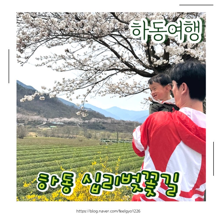  하동여행코스 벚꽃구경 하동십리벚꽃길 벚꽃개화상태