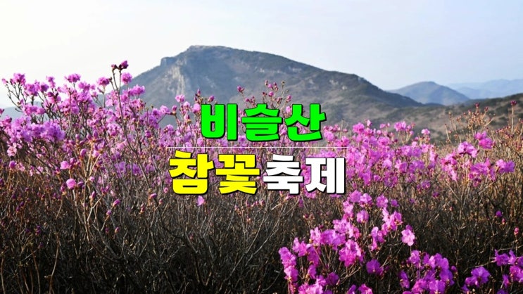 대구 달성군 비슬산자연휴양림 트레킹 등산코스 · 2025 비슬산 참꽃축제 기본정보 개화시기 대구 달성군 비슬산자연휴양림 트레킹 등산코스 · 2025 비슬산 참꽃축제 기본정보 개화시기