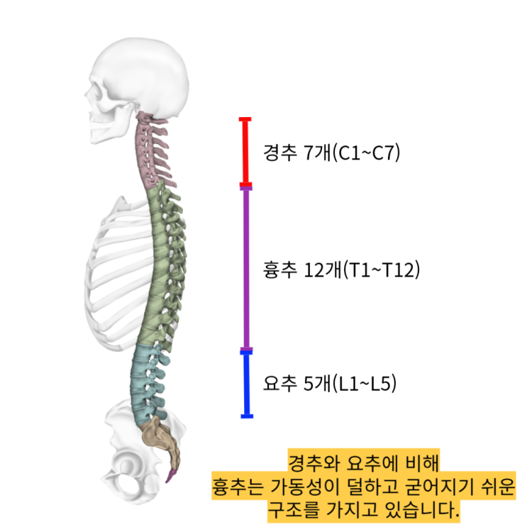  연산동 허리통증, 흉추가동성이 허리통증을 유발하는 이유