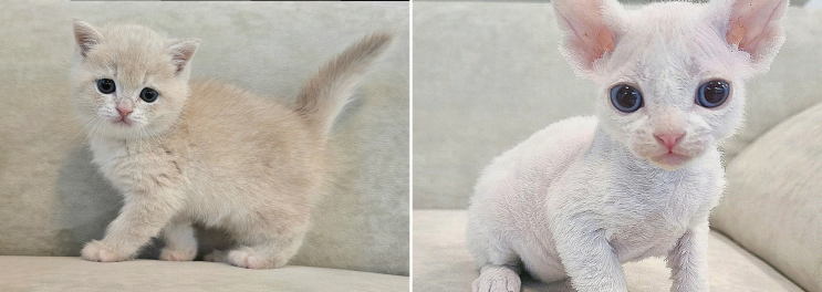  아이의 부탁으로 만난 특별한 고양이, 스핑크스