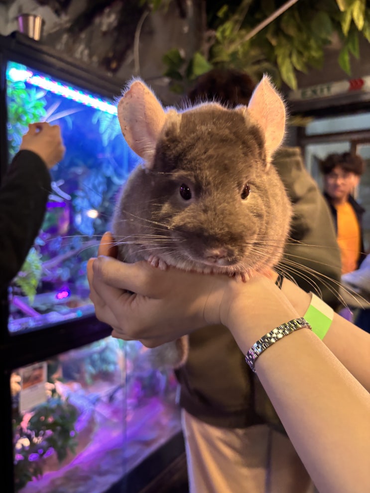  [서울/홍대] 테이블에이 홍대 | 도심 한가운데 데이트하기에도, 가족끼리 가기에도 너무 좋은 실내 동물원!!
