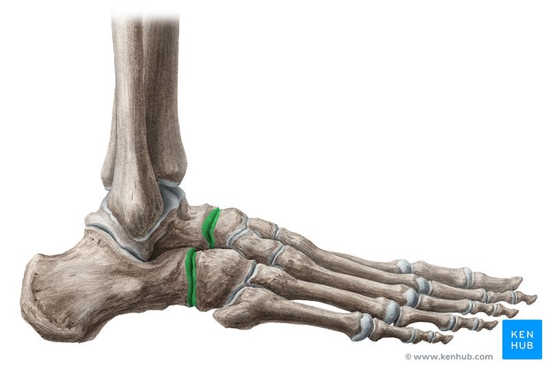 (기능해부학)Tranverse tarsal Joint 가로발목관절