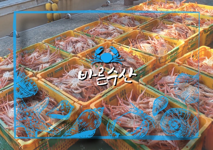  영덕대게포장 바른수산 택배전문 여기요!