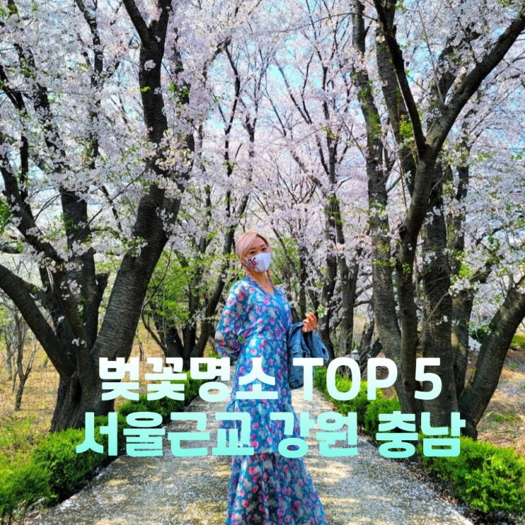  벚꽃 명소 5선 서울 근교 강원 충남 벚꽃여행 추천