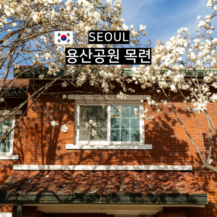  지금 당장 가야할 용산공원 목련 실시간 현황