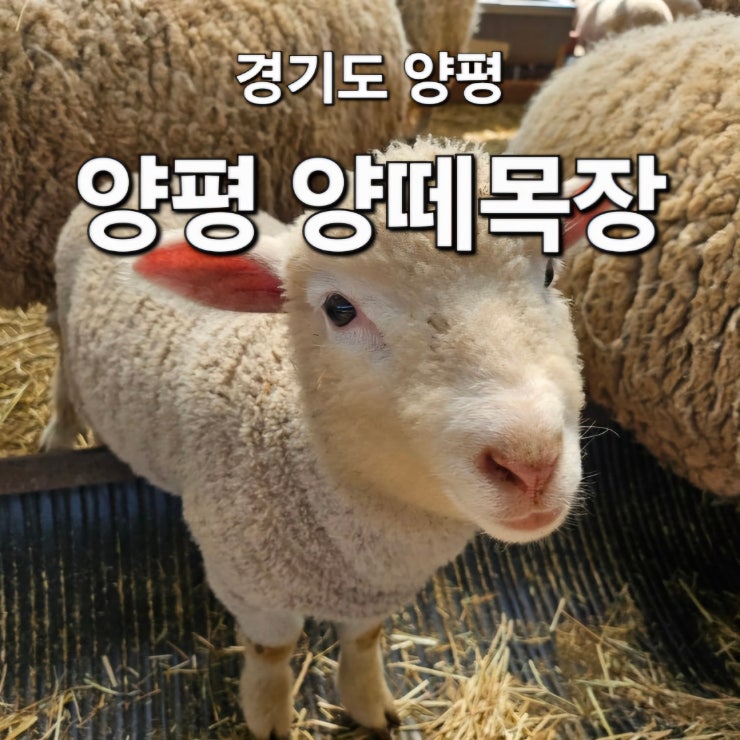 아이랑 서울 근교 갈만한 곳 양평 양떼목장 근처 맛집 추천까지!