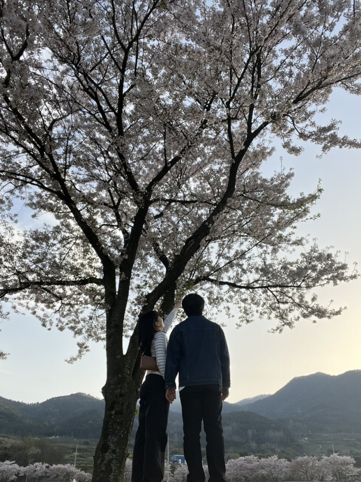  전남 벚꽃 구경 전남 꽃축제 TOP 5 추천 비밀 스팟 공유