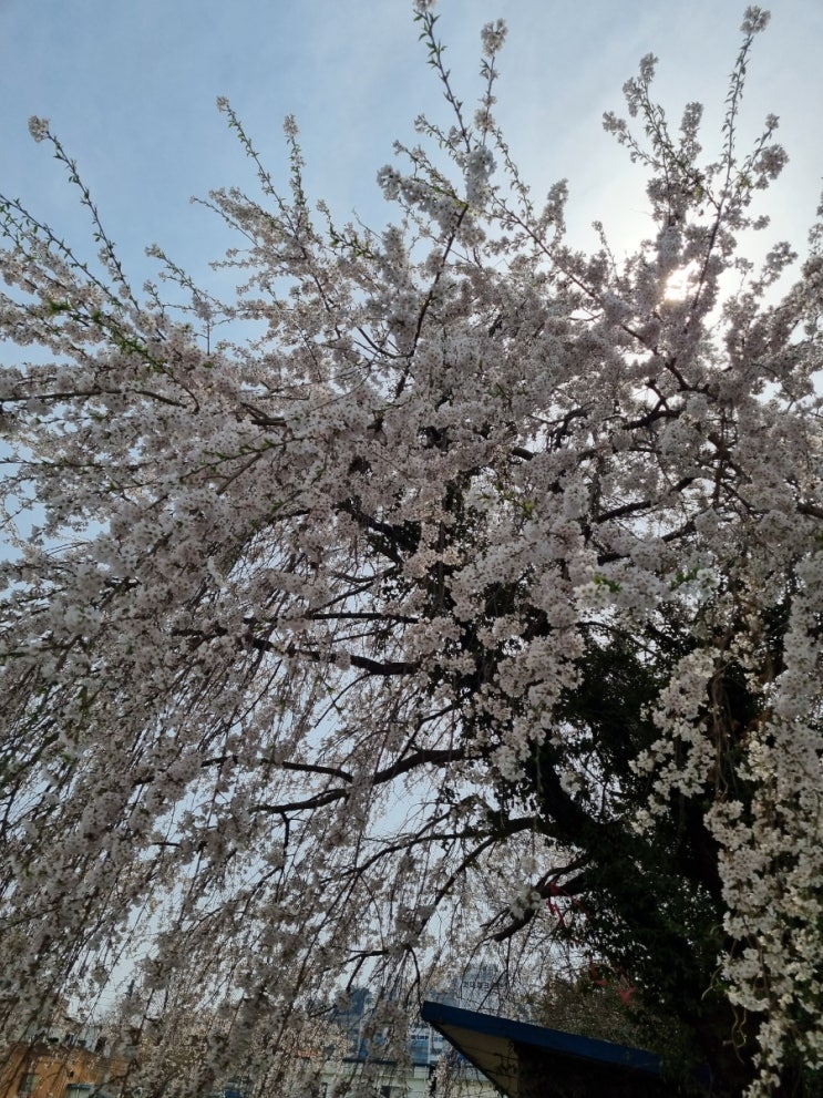  나태주 풀꽃 이랑분식