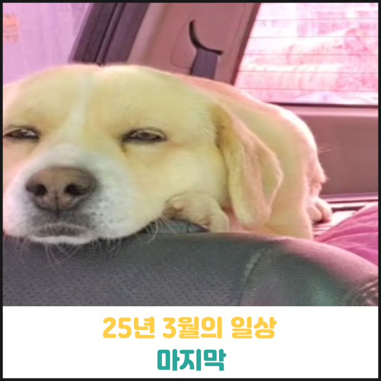 25년 3월의 일상 마지막 25년 3월의 일상 마지막