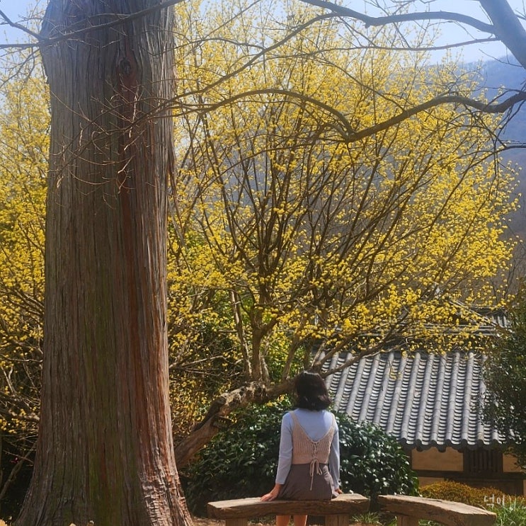  전라도 광주 근교 드라이브 순천 선암사 봄꽃구경 개화상황
