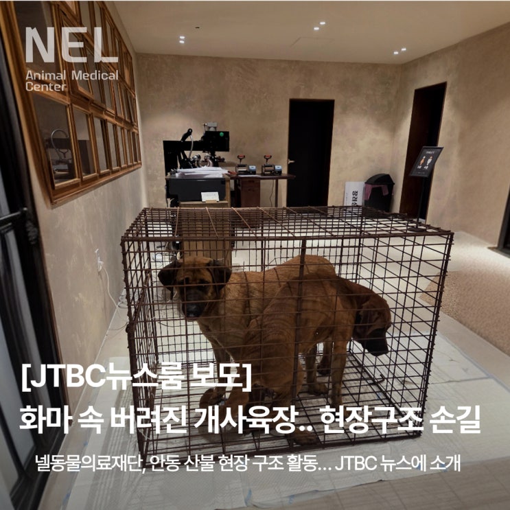  [소식] JTBC 뉴스룸 보도, 안동 현장 속 개사육장에 갇힌 강아지들 긴급구조 및 진료