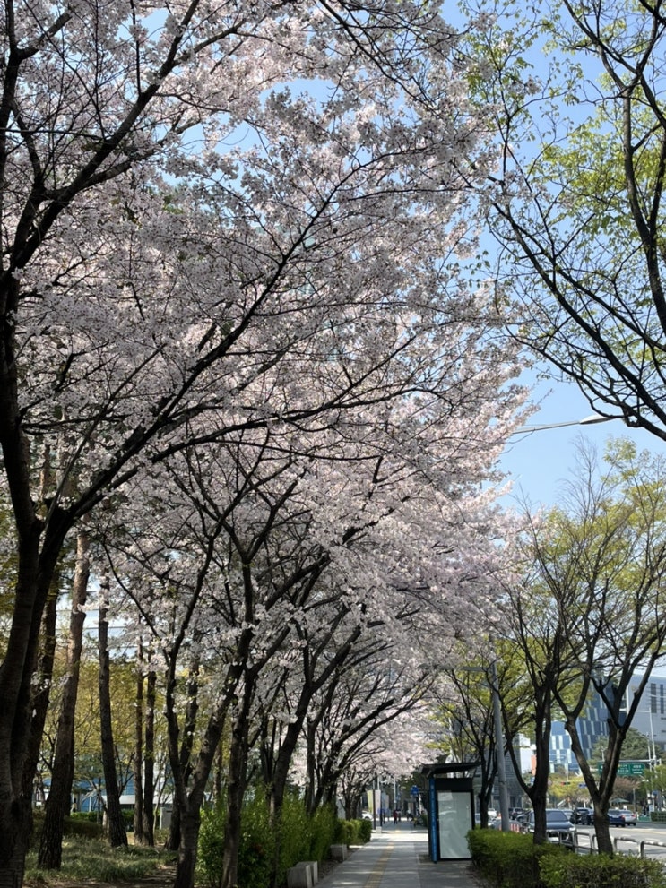 서울 벚꽃 개화 시기 + 숨은 명소 장지천 벚꽃 추천