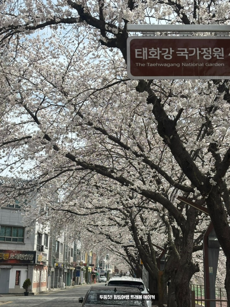  울산 벚꽃 명소 추천 태화강 국가정원 불고기단지 만개