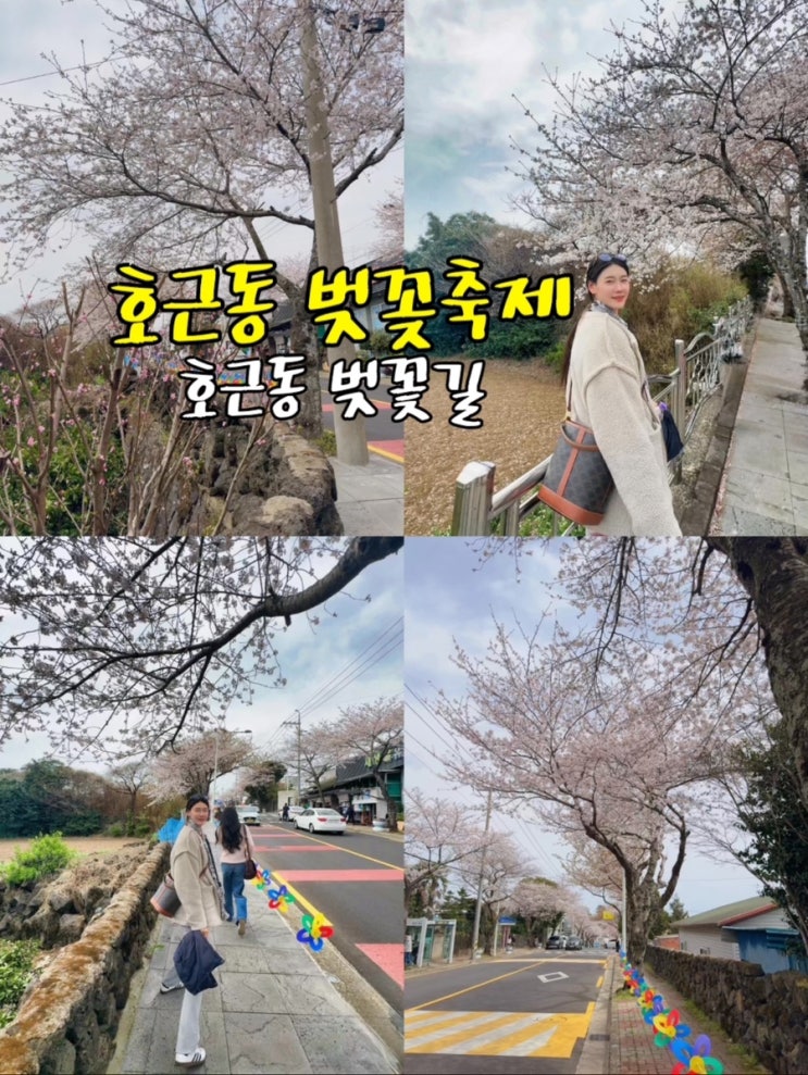  제주도 서귀포 호근동 벚꽃길 벚꽃축제