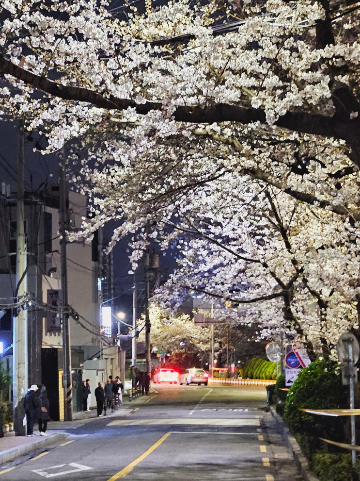현재 부산 온천천 벚꽃 개화현황 밤벚꽃 낮벚꽃 현재 부산 온천천 벚꽃 개화현황 밤벚꽃 낮벚꽃
