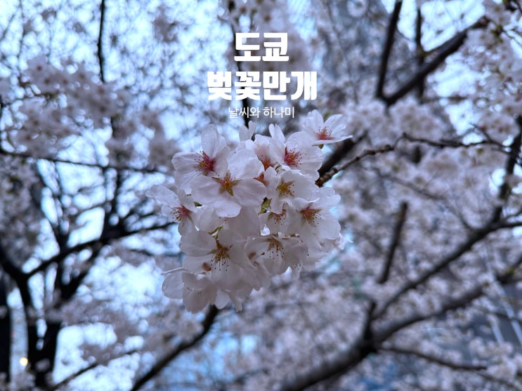  도쿄 벚꽃 만개 롯폰기 신국립미술관 벚꽃 명소와 날씨 꿀팁
