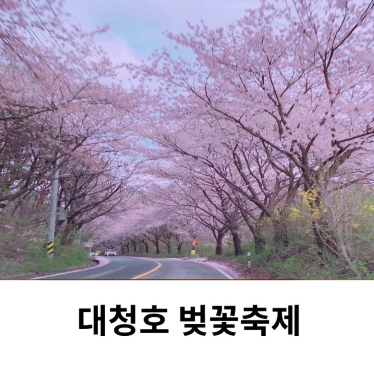  2025 대청호 벚꽃축제 기본정보 대전 벚꽃명소 추천