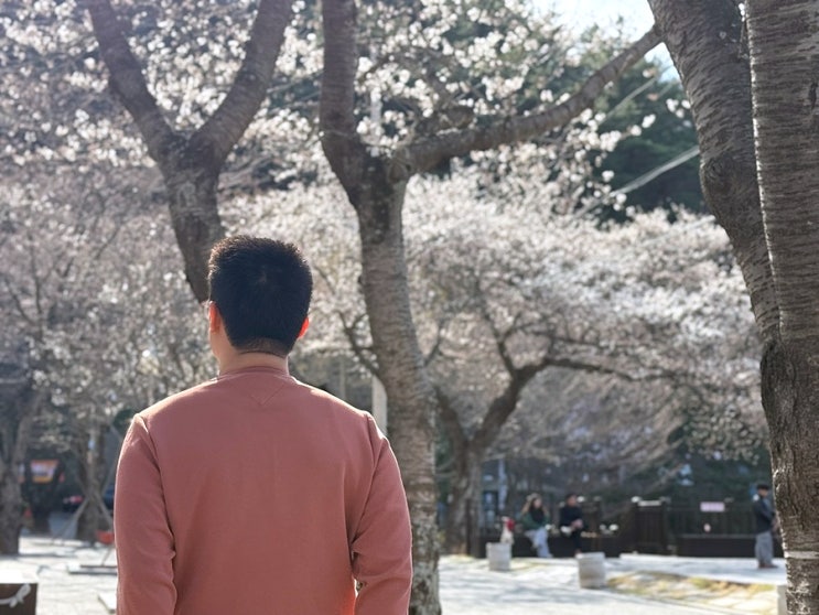  2025년 포항 벚꽃 명소 창포지 개화 현황 마장지