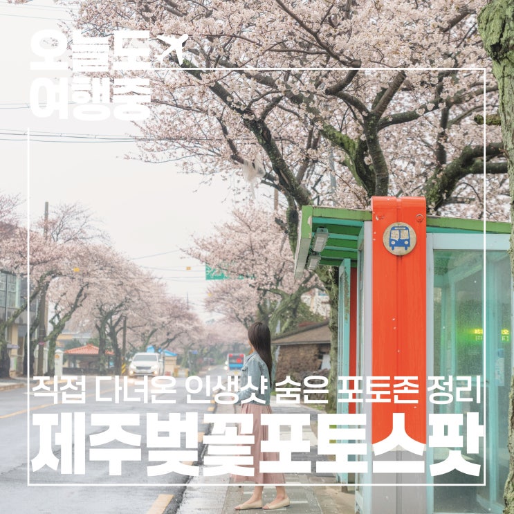  제주 벚꽃 포토스팟 10곳 직접 다녀온 인생샷+숨은 포토존 총정리